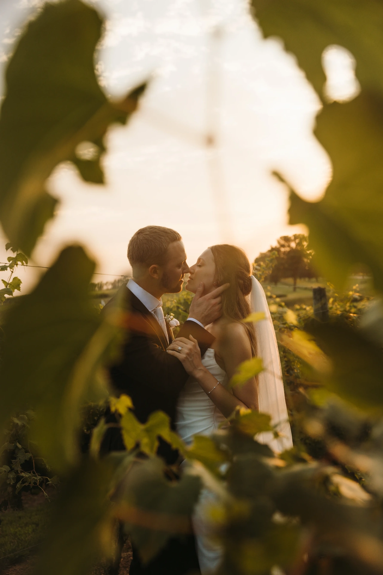 Bride and groom kissing among vineyard leaves at sunset — Minneapolis & Twin Cities wedding photography by Emma Ziegler, Honeydew Photography (Minnesota)